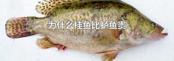为什么桂鱼比鲈鱼贵