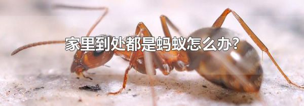 家里到处都是蚂蚁怎么办?
