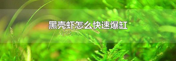 黑壳虾怎么快速爆缸