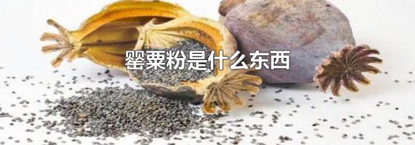 罂粟粉是什么东西