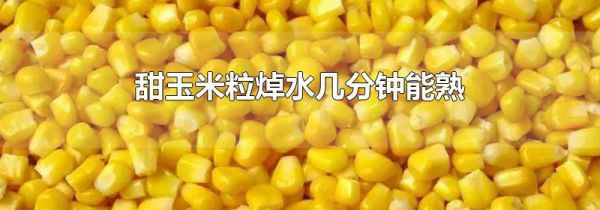 甜玉米粒焯水几分钟能熟