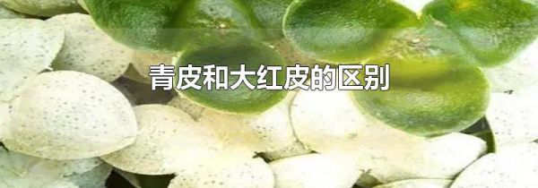 青皮和大红皮的区别