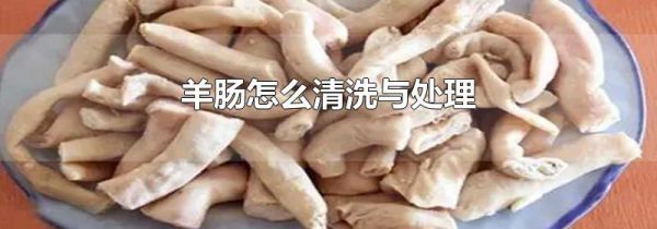 羊肠怎么清洗与处理