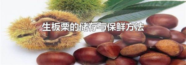 生板栗的储存与保鲜方法