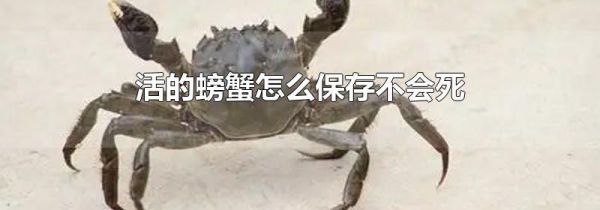 活的螃蟹怎么保存不会死