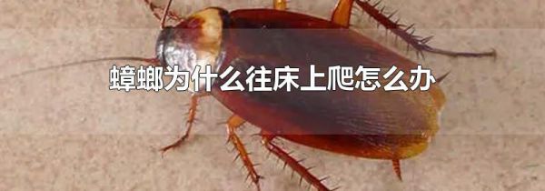 蟑螂为什么往床上爬怎么办