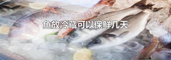 鱼放冷藏可以保鲜几天
