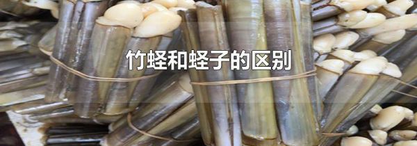 竹蛏和蛏子的区别