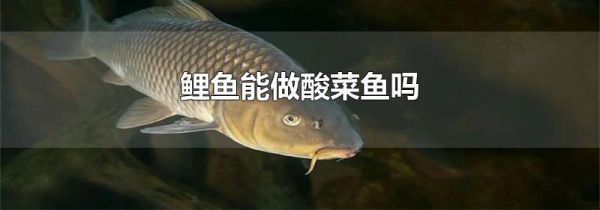 鲤鱼能做酸菜鱼吗