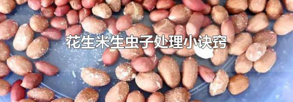 花生米生虫子处理小诀窍