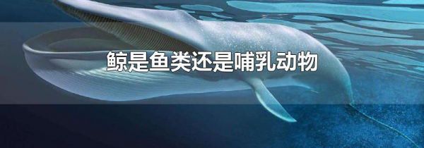 鲸是鱼类还是哺乳动物