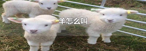 羊怎么叫