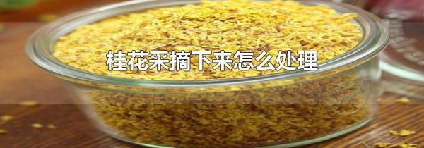 桂花采摘下来怎么处理