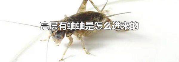 高层有蛐蛐是怎么进来的