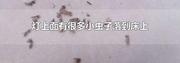 灯上面有很多小虫子落到床上