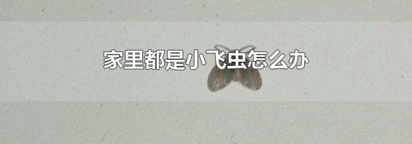 家里都是小飞虫怎么办