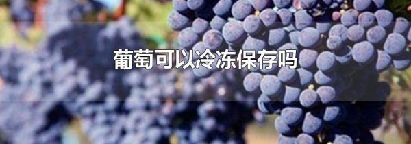 葡萄可以冷冻保存吗