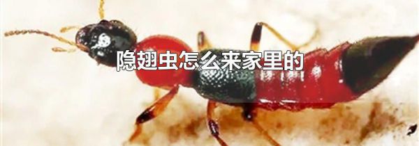 隐翅虫怎么来家里的