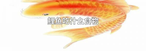 鲤鱼吃什么食物