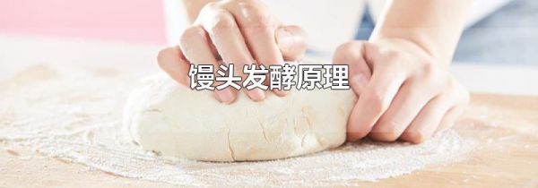 馒头发酵原理
