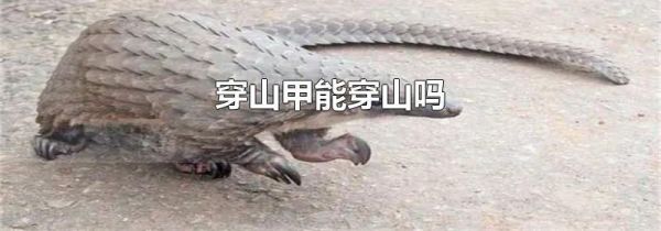 穿山甲能穿山吗