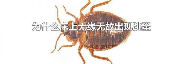 为什么床上无缘无故出现跳蚤