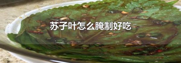 苏子叶怎么腌制好吃