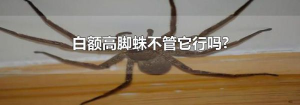 白额高脚蛛不管它行吗?