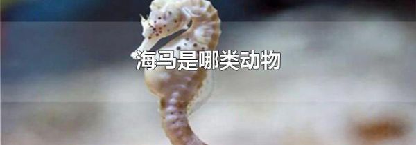 海马是哪类动物