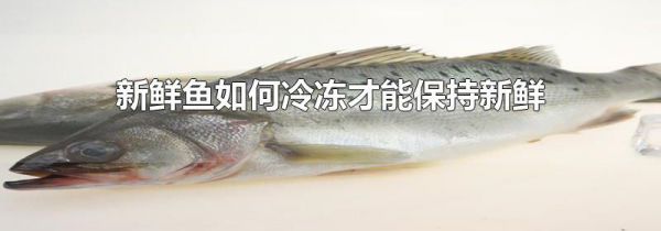新鲜鱼如何冷冻才能保持新鲜