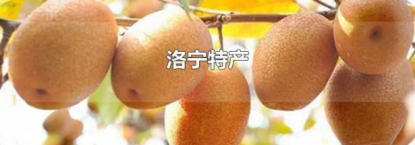 洛宁特产