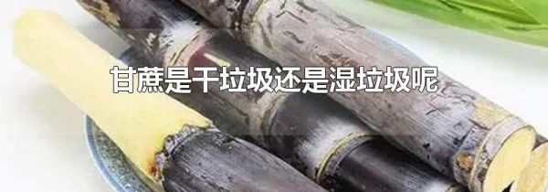 甘蔗是干垃圾还是湿垃圾呢
