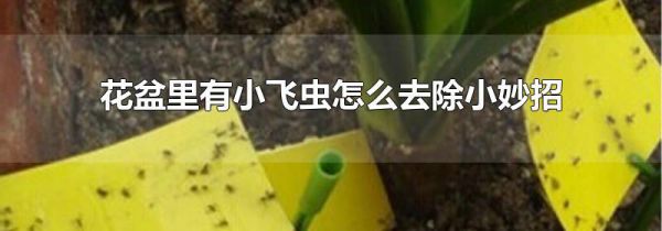 花盆里有小飞虫怎么去除小妙招