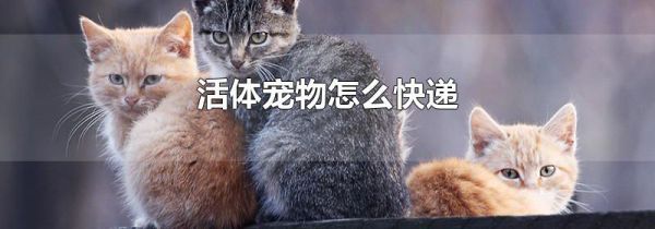 活体宠物怎么快递