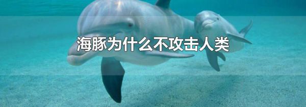 海豚为什么不攻击人类