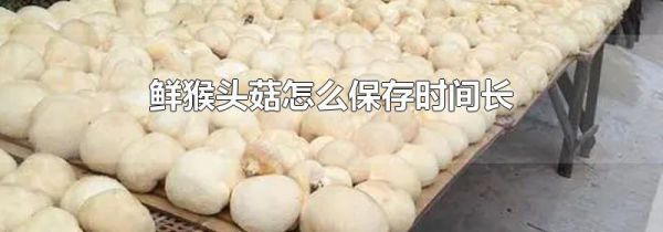 鲜猴头菇怎么保存时间长