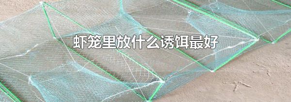 虾笼里放什么诱饵最好
