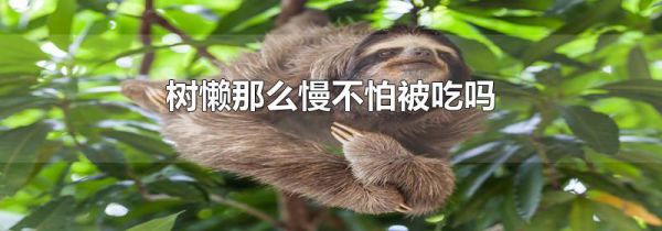 树懒那么慢不怕被吃吗