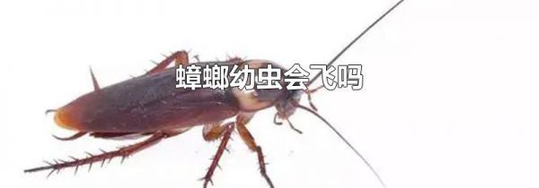 蟑螂幼虫会飞吗
