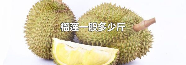 榴莲一般多少斤