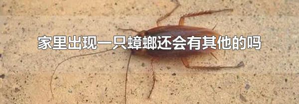 家里出现一只蟑螂还会有其他的吗