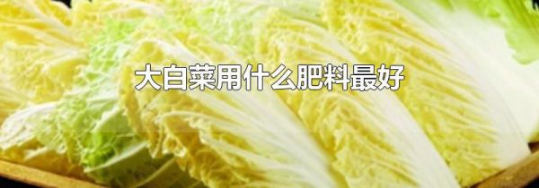 大白菜用什么肥料最好