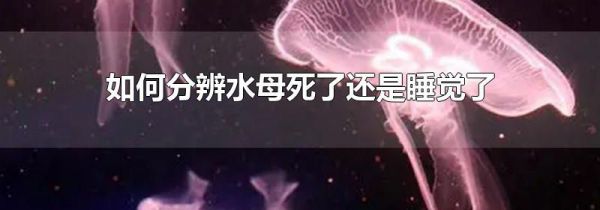 如何分辨水母死了还是睡觉了