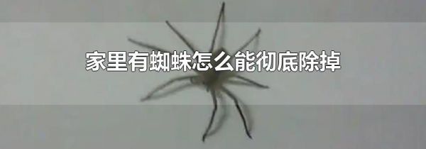 家里有蜘蛛怎么能彻底除掉
