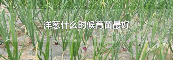 洋葱什么时候育苗最好