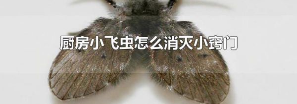 厨房小飞虫怎么消灭小窍门