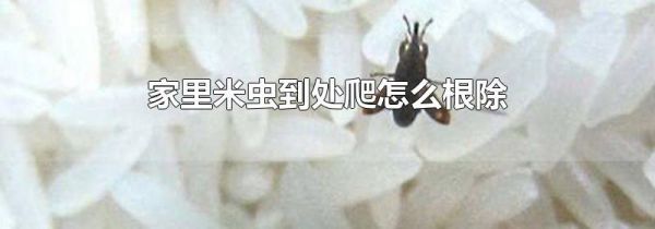 家里米虫到处爬怎么根除