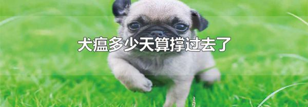 犬瘟多少天算撑过去了