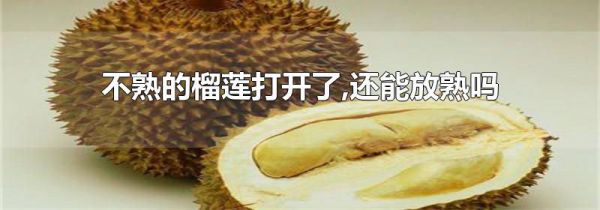 不熟的榴莲打开了,还能放熟吗