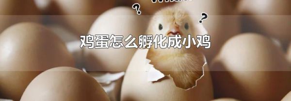 鸡蛋怎么孵化成小鸡